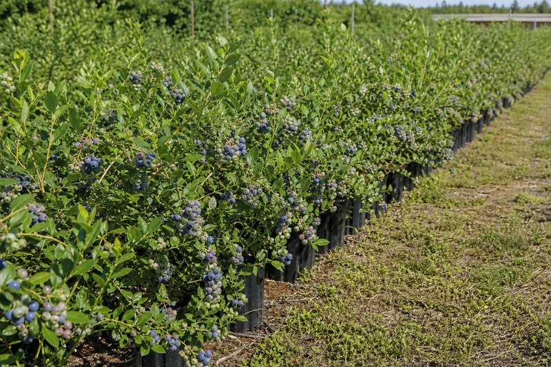Rows of blueberry bushes in a field